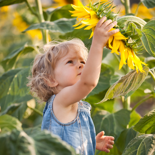 child with sunflower